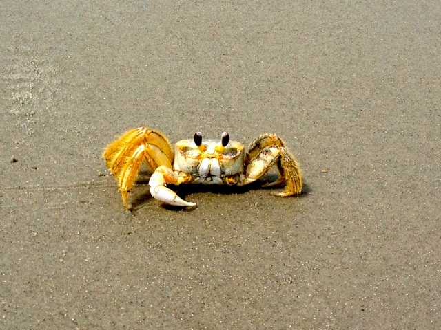 I definitely jumped when this little guy snuck up on me on the beaches of South Carolina!